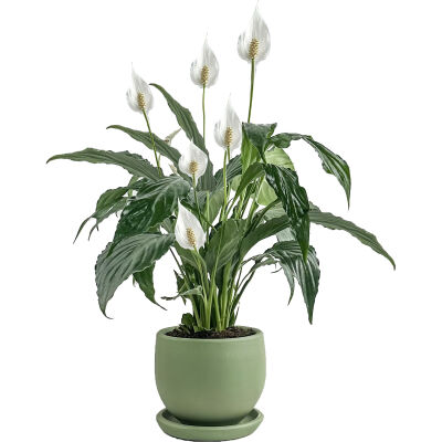 Barış Çiçeği - Curvy Yeşil Saksılı-Spathiphyllum