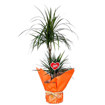 Dracaena Marginata-2 Gövdeli 80-100cm - Özel Gün