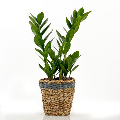 Zamia Zamioculcas Lanesse Hasır Saksılı